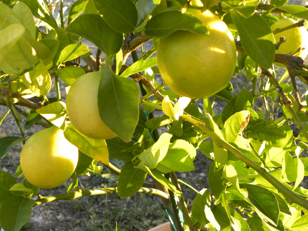 Diane's Texas Garden Lemon Tree