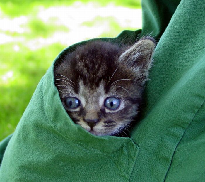 Kittens in pockets 22 Pics Curious, Funny Photos / Pictures
