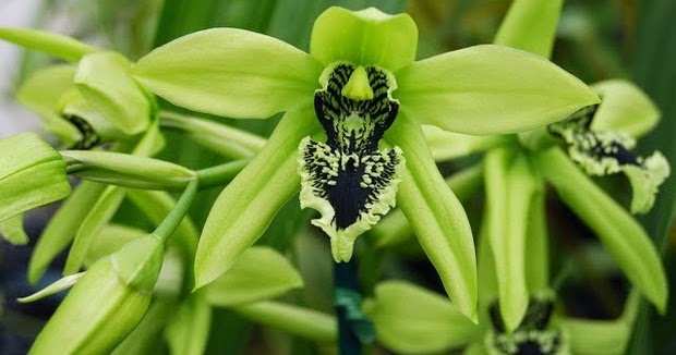 Anggrek Hitam, Flora Khas Kalimantan yang Terancam Punah
