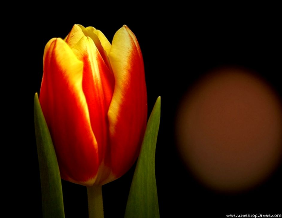 Desktop Wallpapers » Flowers Backgrounds » Red Yellow Tulip » www Desktop Wallpapers » Flowers Backgrounds » Red Yellow Tulip » www