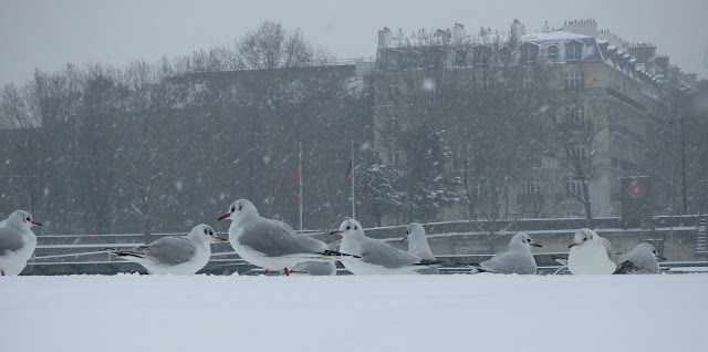 Seagull under the snow along the river Seine
