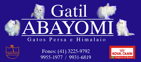 Gatos Persa e Himalaio Abayomi