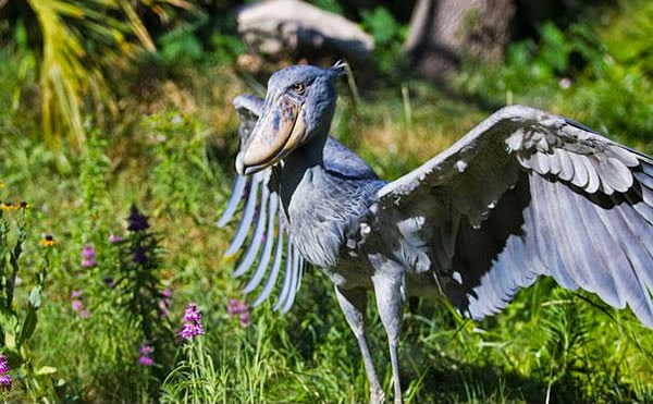 Animals You May Not Have Known Existed - Shoebill