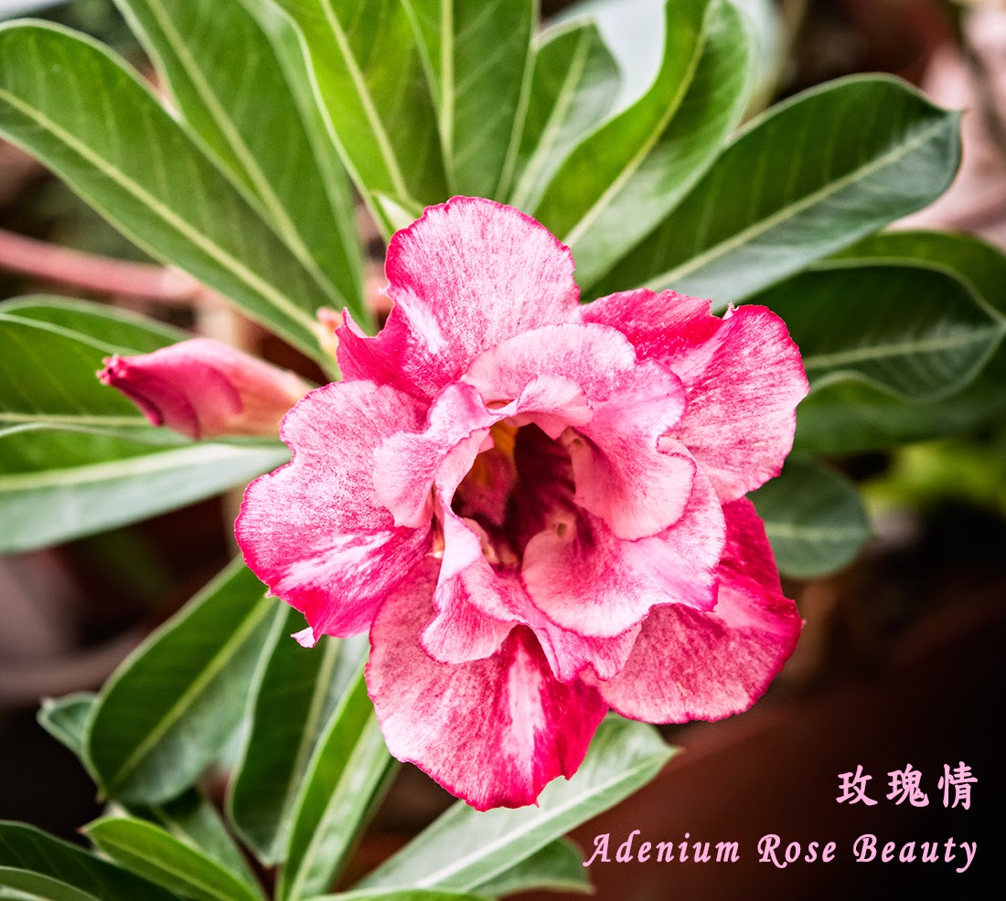 Adenium Rose Beauty