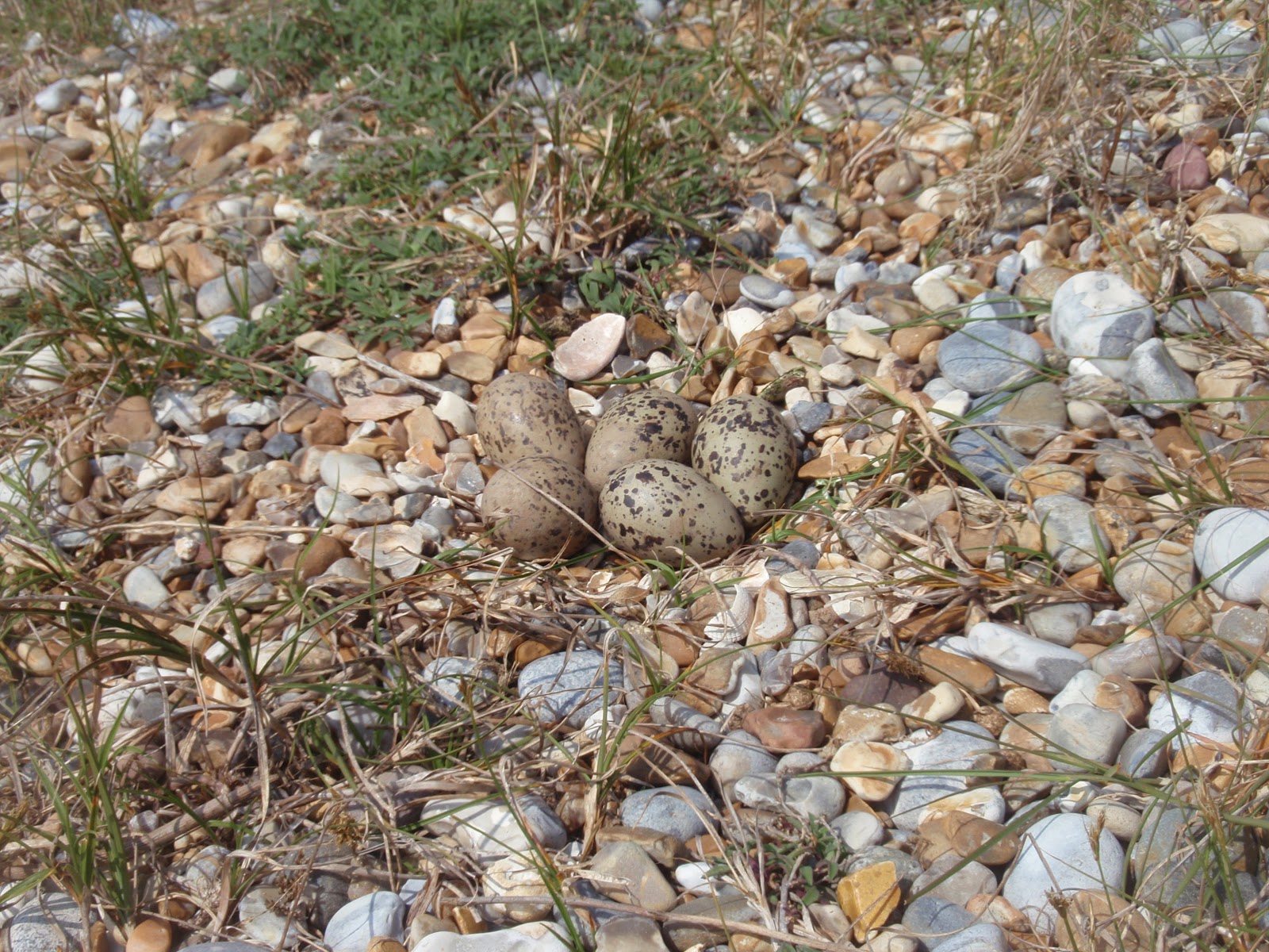 eggs and nest