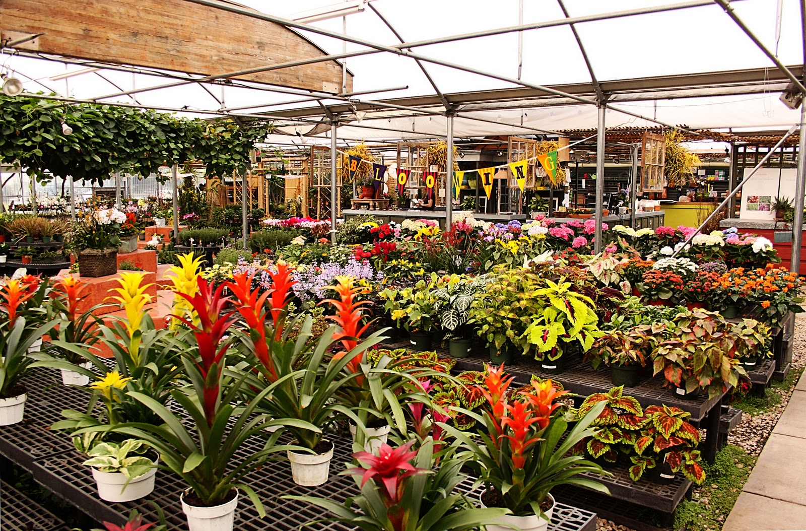 I Heart Salt Lake Cactus and Tropicals