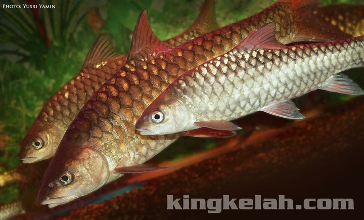 Ikan Kelah Portal Berita Eksklusif Ikan Kelah Dan | ikan kelah portal berita eksklusif ikan kelah dan Ikan Kelah Portal Berita Eksklusif Ikan Kelah Dan | ikan kelah portal berita eksklusif ikan kelah dan