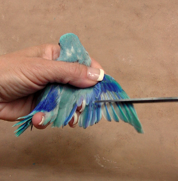 Chick 1 Gets His Wings Clipped! Parrotlet Babies