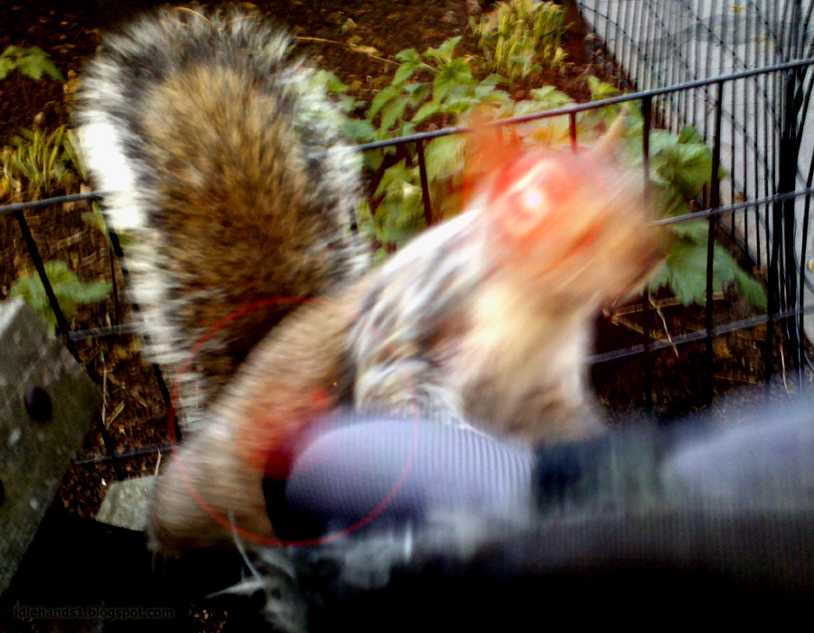 Idle Hands Prepare for the Horror of...Squirrels?