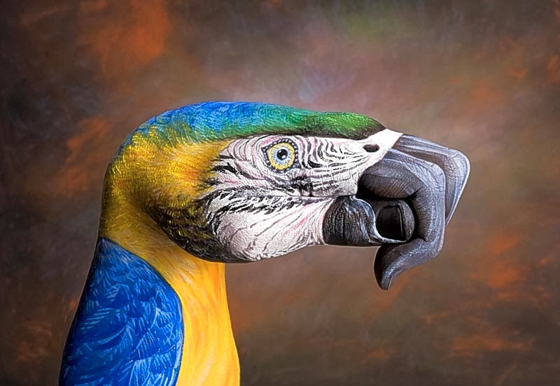 split enz parrot fashion love split enz parrot fashion love