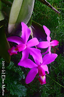 Cattleya violacea