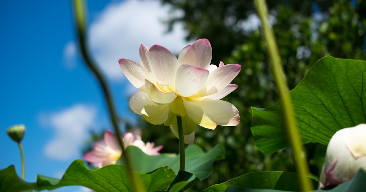 Perch Sisters Photography summer vacation wickford,ri water lilies