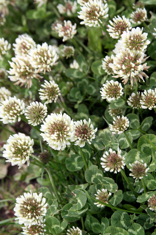 Healing Weeds White Clover