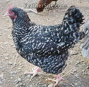Marans Hens