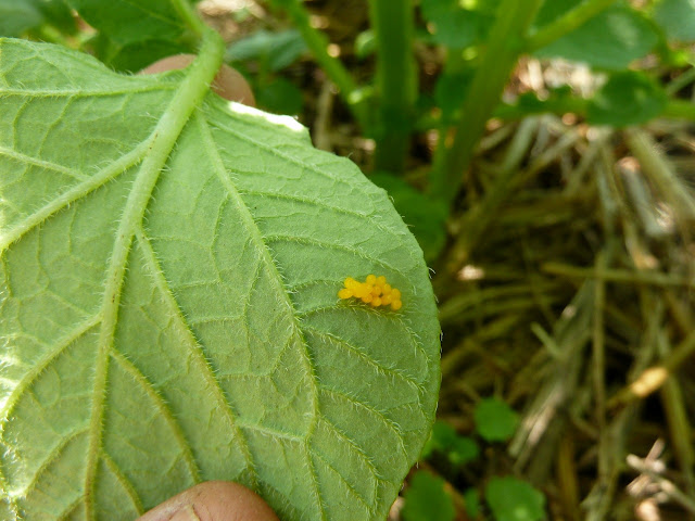colorado potato beetle's yellow eggs on underside of leaf