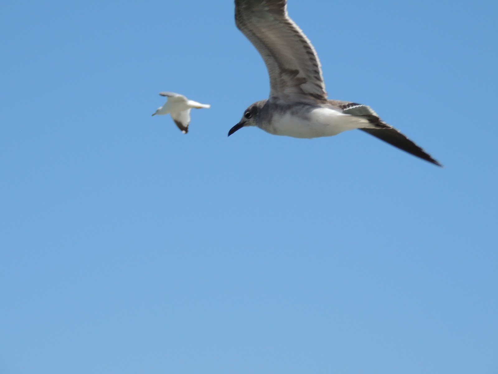 Down The Road A Piece in a 5th wheel Manatees and Oysters at Fort