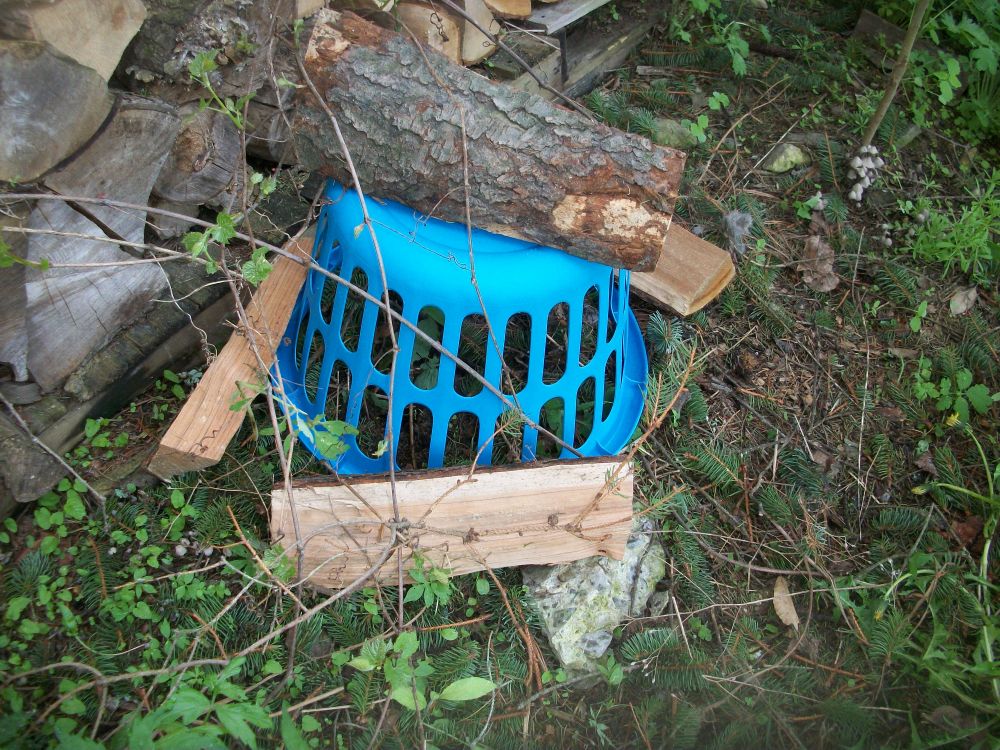 How To Protect Baby Bunny Nest From Dogs at Edna Nakayama blog