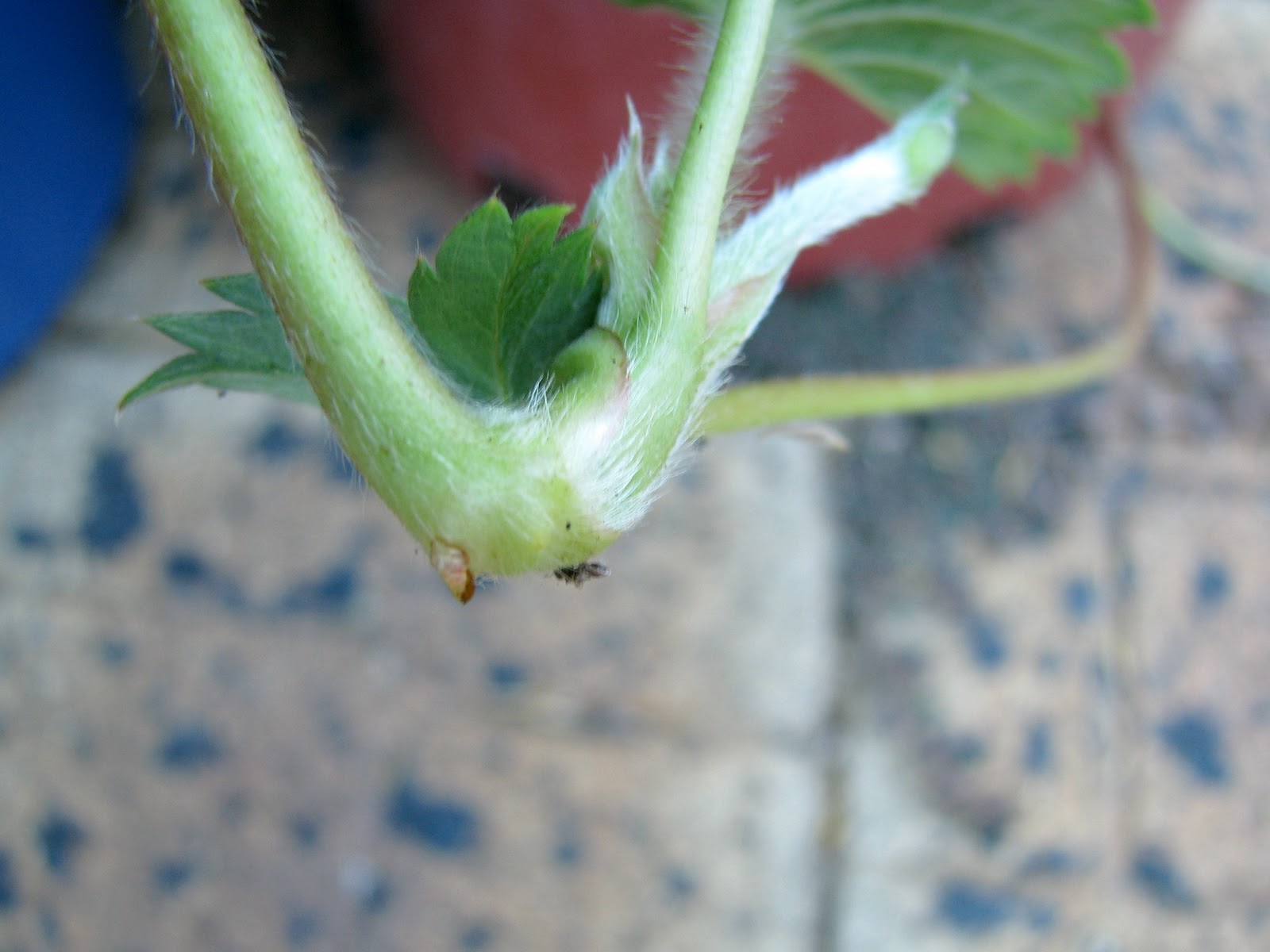what to do with strawberry runners… My Darling Lemon Thyme