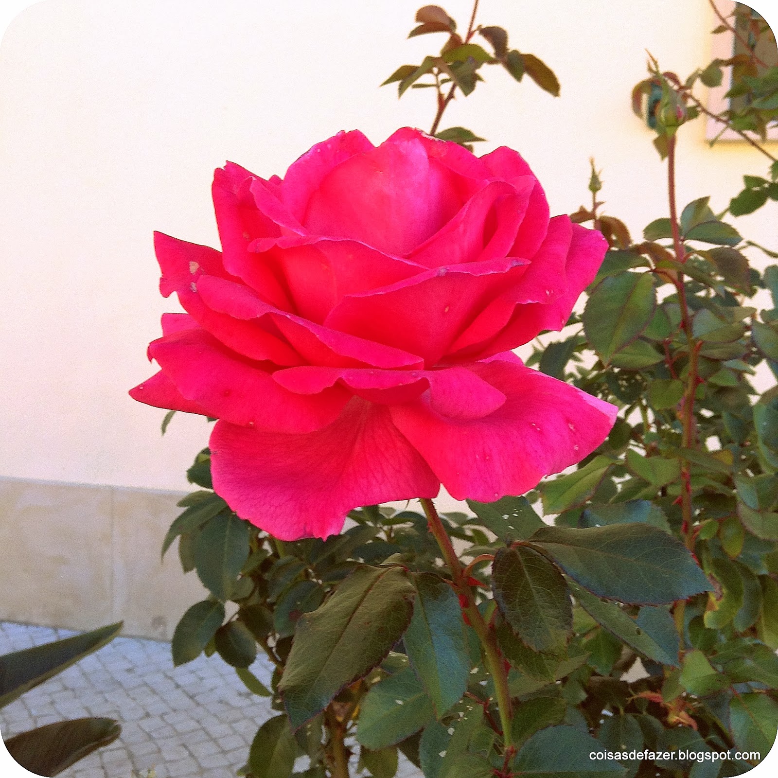 Coisas de Fazer As flores da minha rua