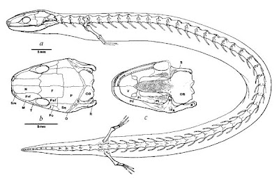 esqueleto y craneo de Eocaecilia