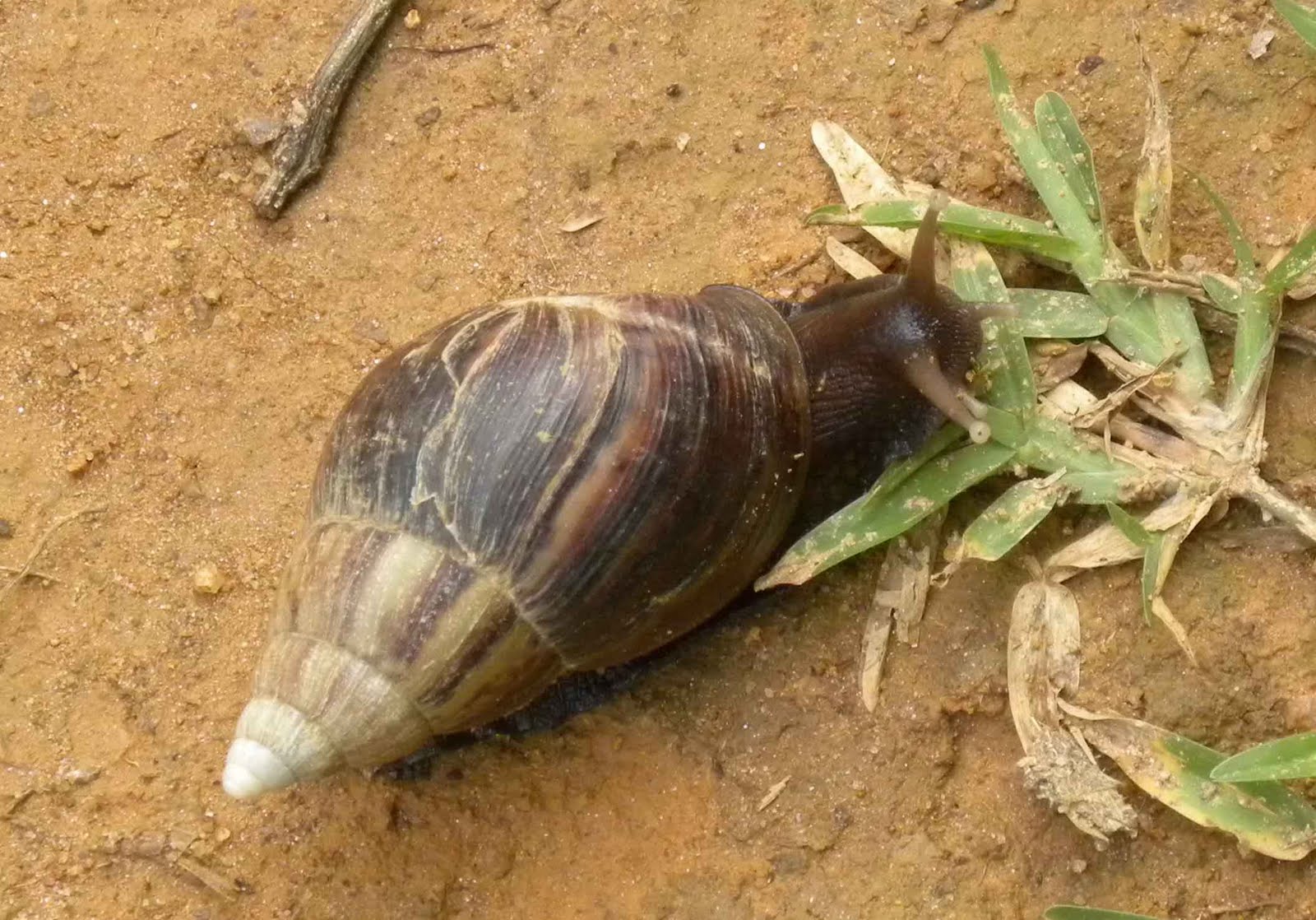 Faune/Flore à Madagascar Escargots Achatina fulica