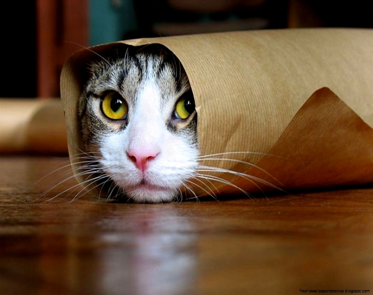 Funny Cat Funny Cat