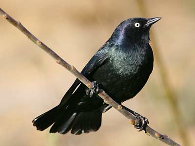 Black Birds on Blackbird  Fly  Overcoming Borderline Personality Disorder   Blackbird