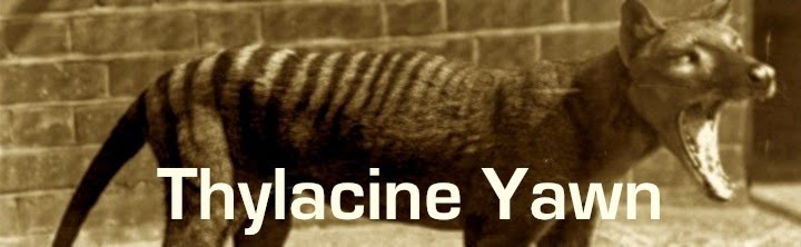 Thylacine Yawn