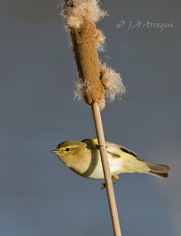 Mosquitero común, Phylloscopus collybita, Common chiffchaff Mosquitero común, Phylloscopus collybita, Common chiffchaff