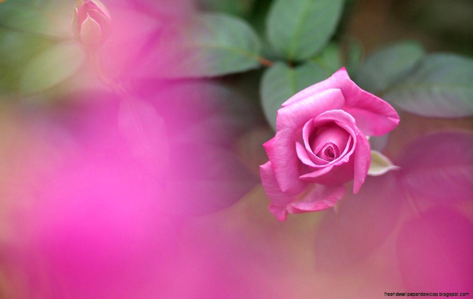 Close up Bud Cherry Flower Pink Branch Dew Drops 6982063 Close up Bud Cherry Flower Pink Branch Dew Drops 6982063