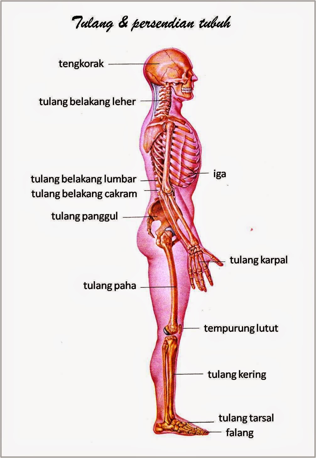 GAMBAR TUBUH MANUSIA freewaremini