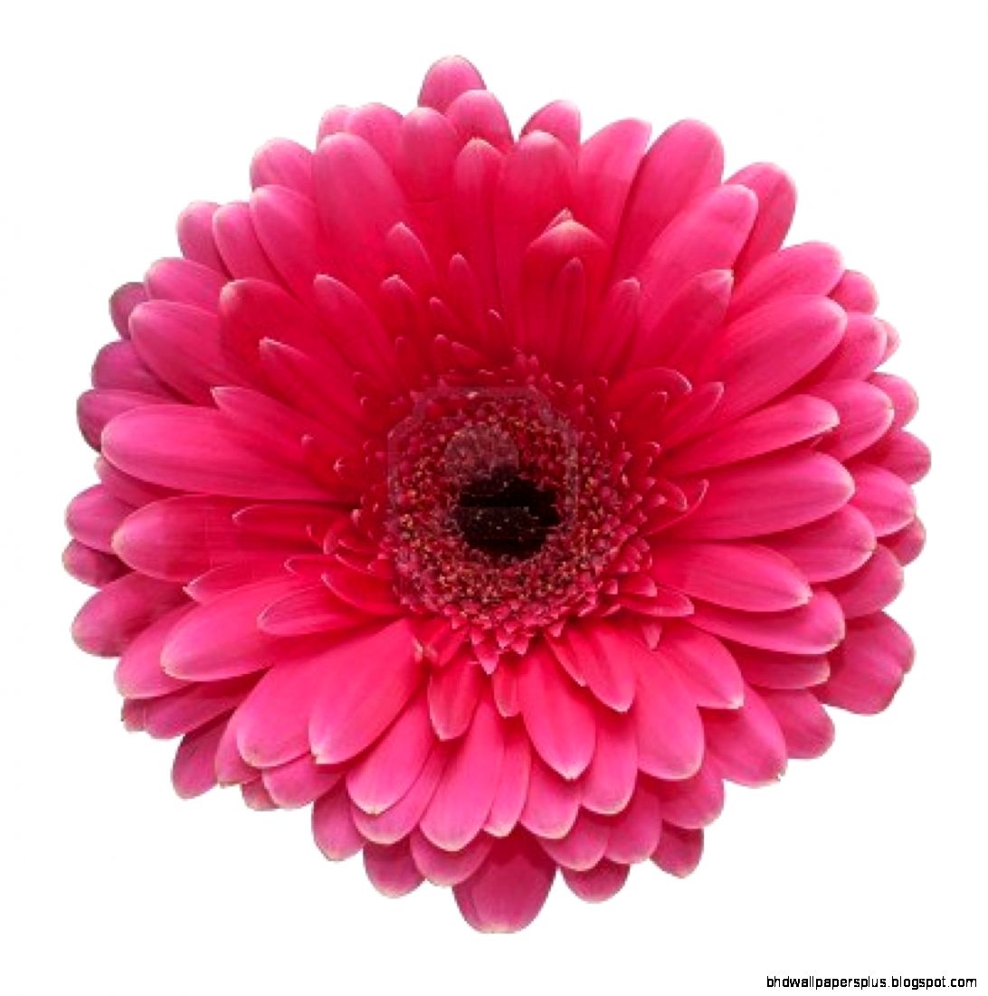 FunMozar – Pink Flowers FunMozar – Pink Flowers