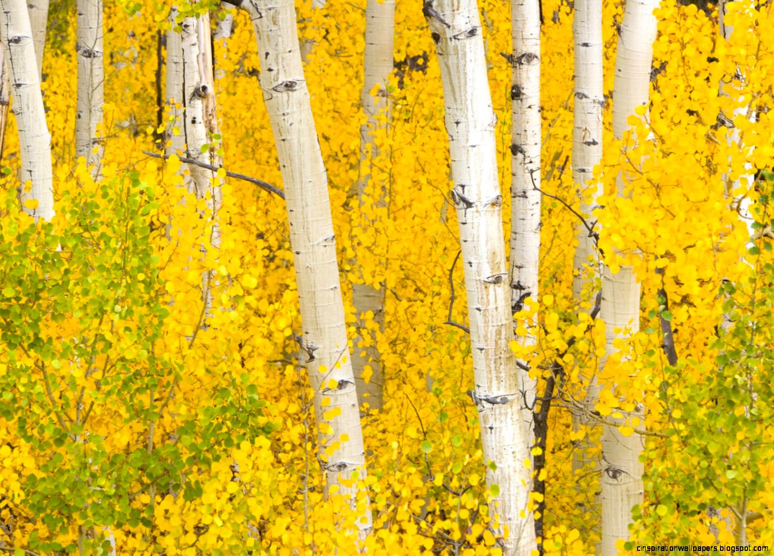 Birch Tree Fall Color Birch Tree Fall Color