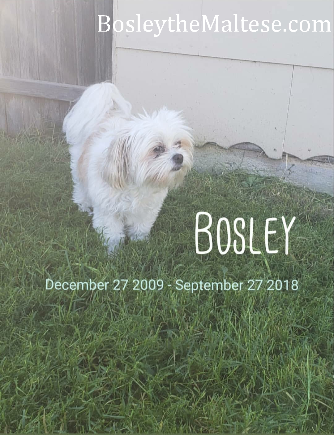 BOSLEY'S BLOG