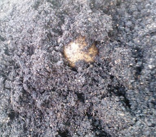 lone potato poking out of dirt pile