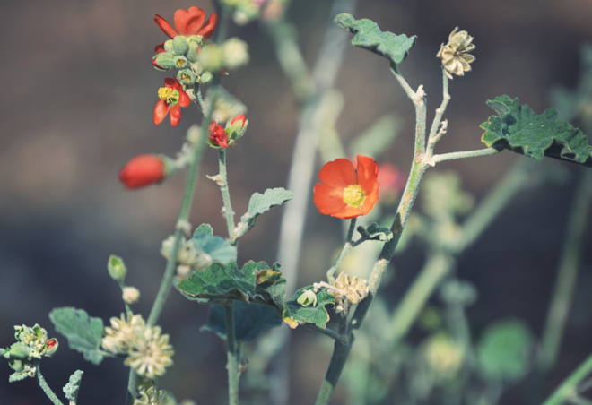 The Flying Clubhouse: Grand Canyon I, globe mallow The Flying Clubhouse: Grand Canyon I, globe mallow