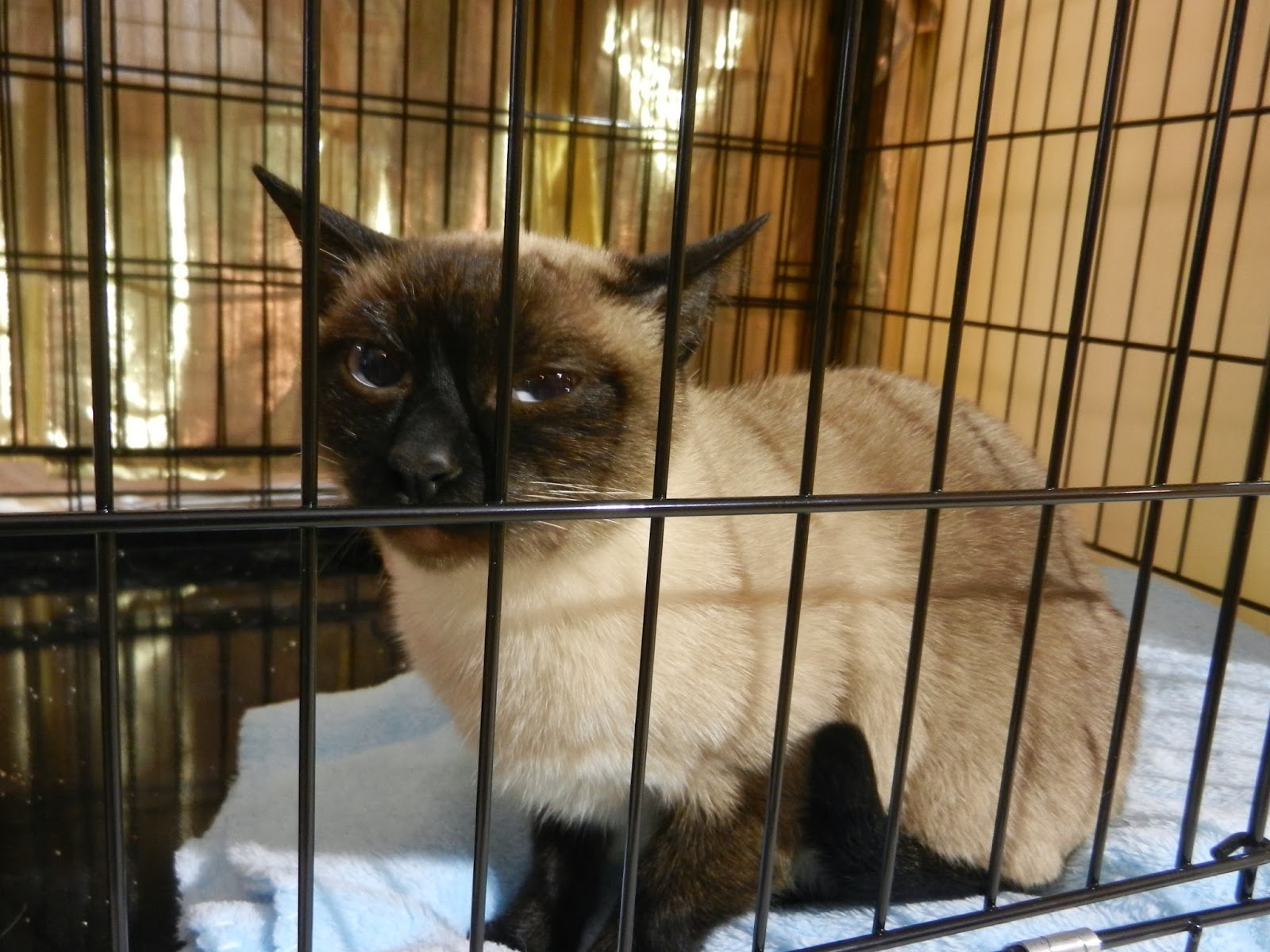 Kuweight 64 KFA CAT SHOW BY KUWAIT CAT CLUB KCATS