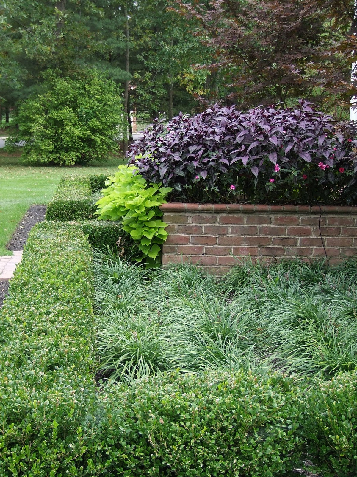Blooming Boxwood Edging And Expired Grass Seed Backyard