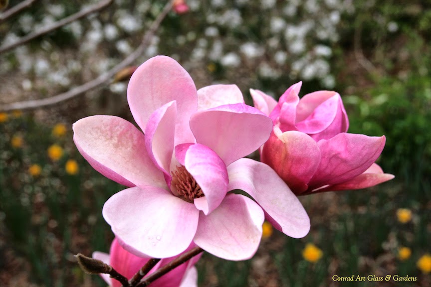 Magnolia 'Rose Marie' Rose marie, Oak lawn, Seasons