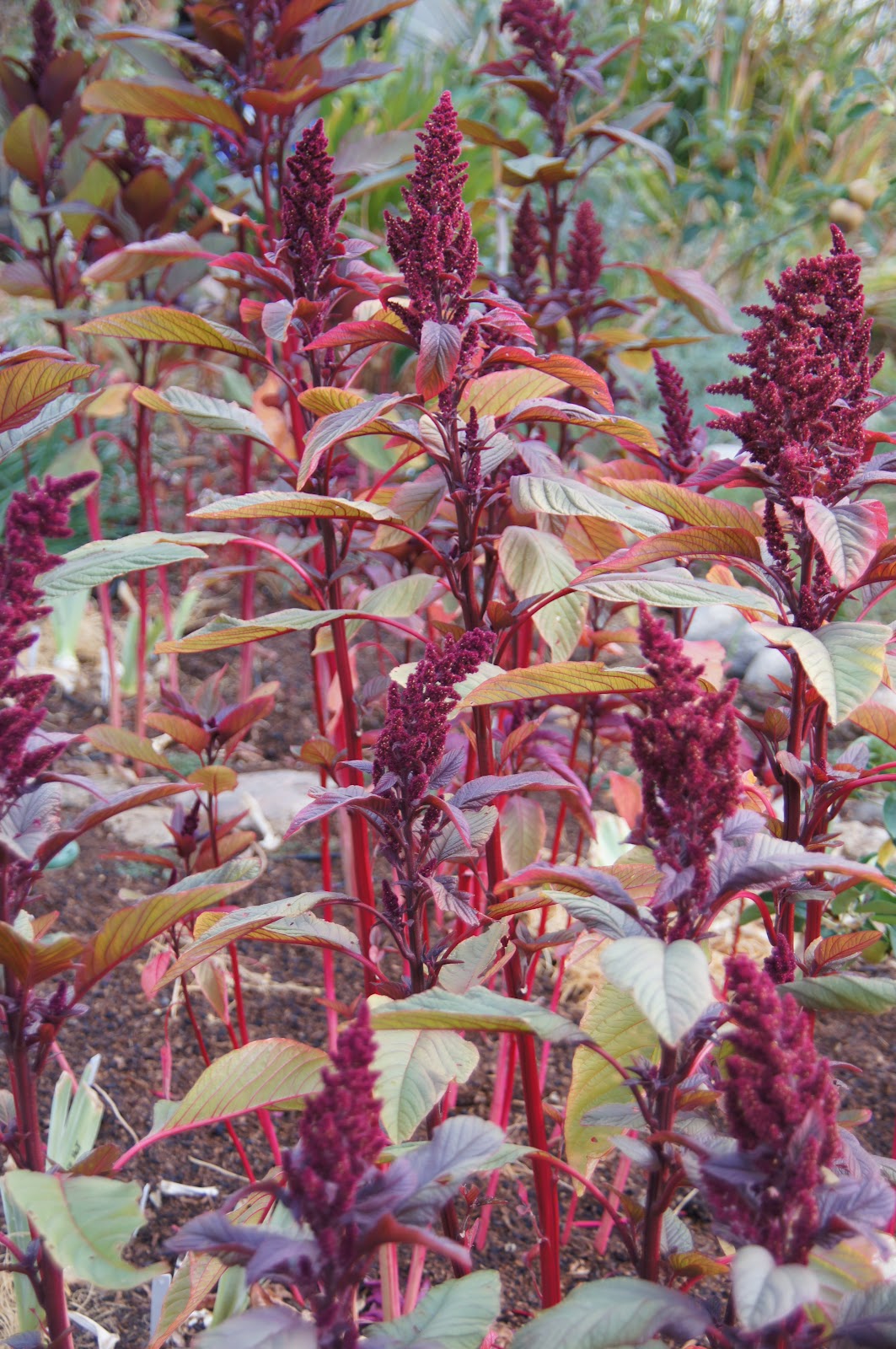 A Thinking Stomach Amaranth