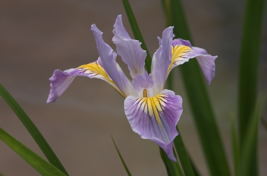 Wild Ginger Farm News Blog Pacific Coast Irises in Fall