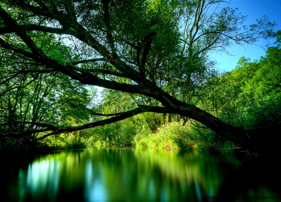 You searched for Wallpaper Forest River The Best Wallpaper and You searched for Wallpaper Forest River The Best Wallpaper and