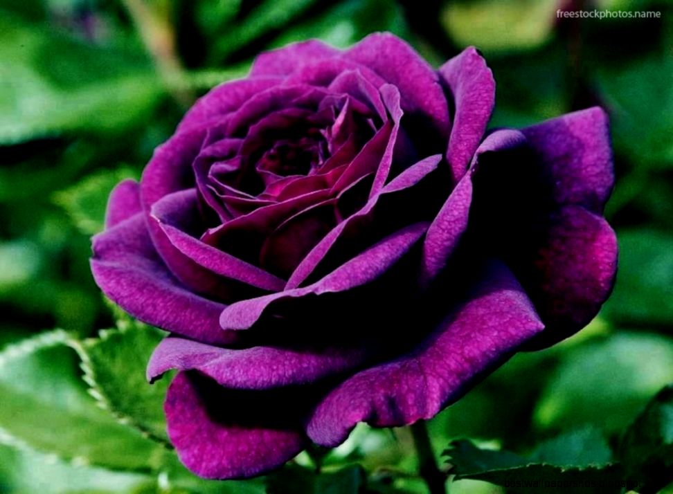 Download Stock Photos of beautiful wild roses images photography Download Stock Photos of beautiful wild roses images photography