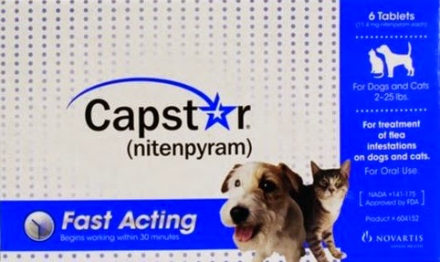 capstar flea pill