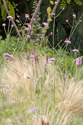 Gräser, Liatris Prachtscharte, Verbena bonariensis - Verbene im Präriebeet - Staudenplanung Magerbeet