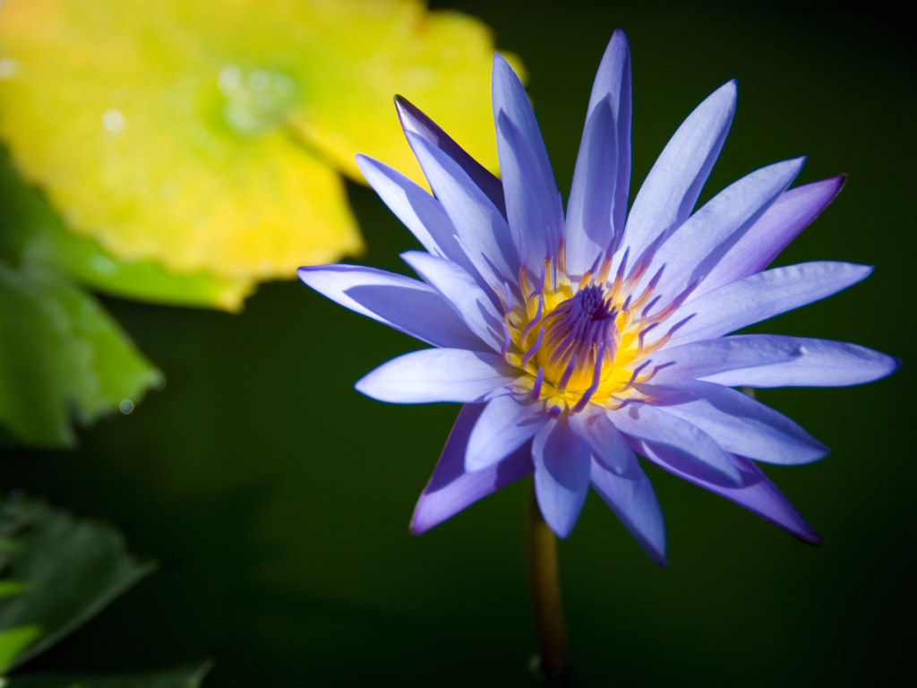 Flowers For Flower Lovers   Water Lily Flowers Images