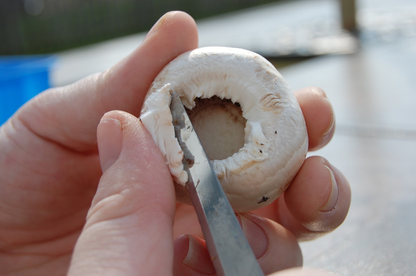 Cook! Create! Consume! How to clean/wash mushrooms
