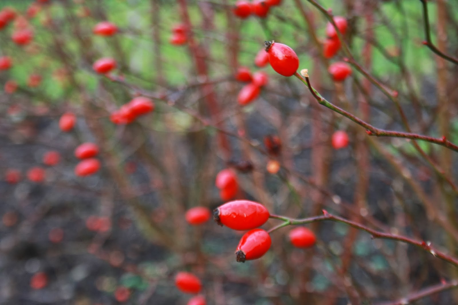Vegetal Art La Minute Jardin Sur France Bleu Berry Societe D
