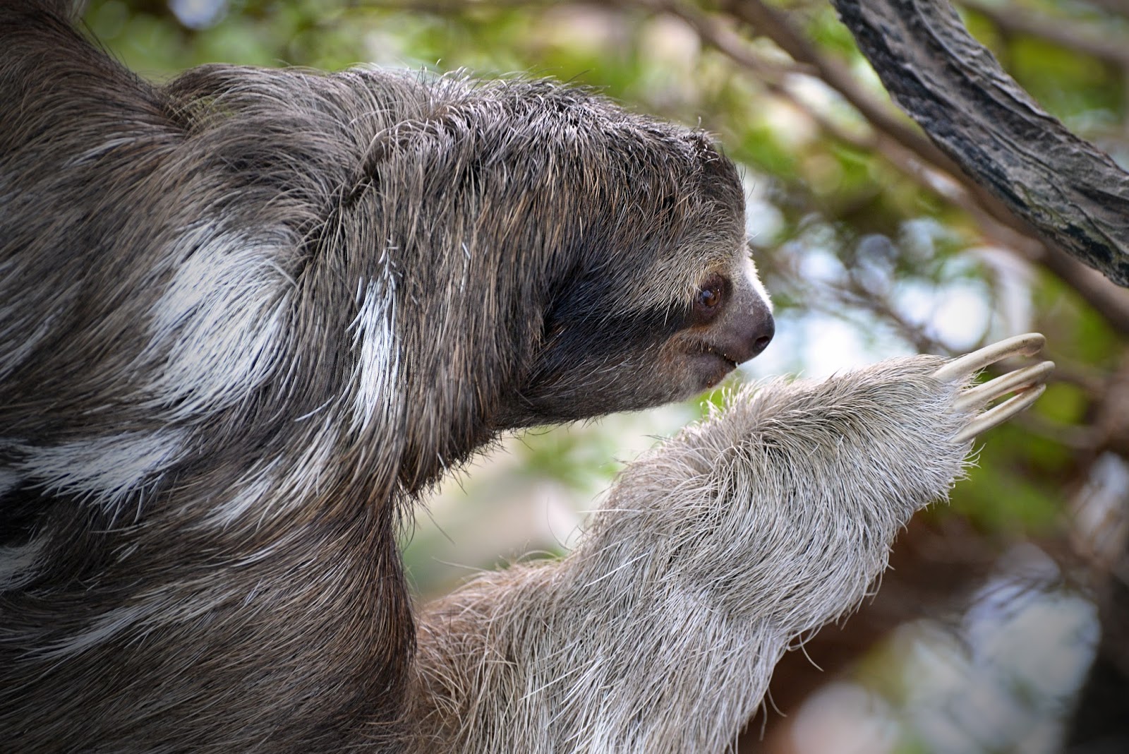 3 toed sloth predators 3 toed sloth predators