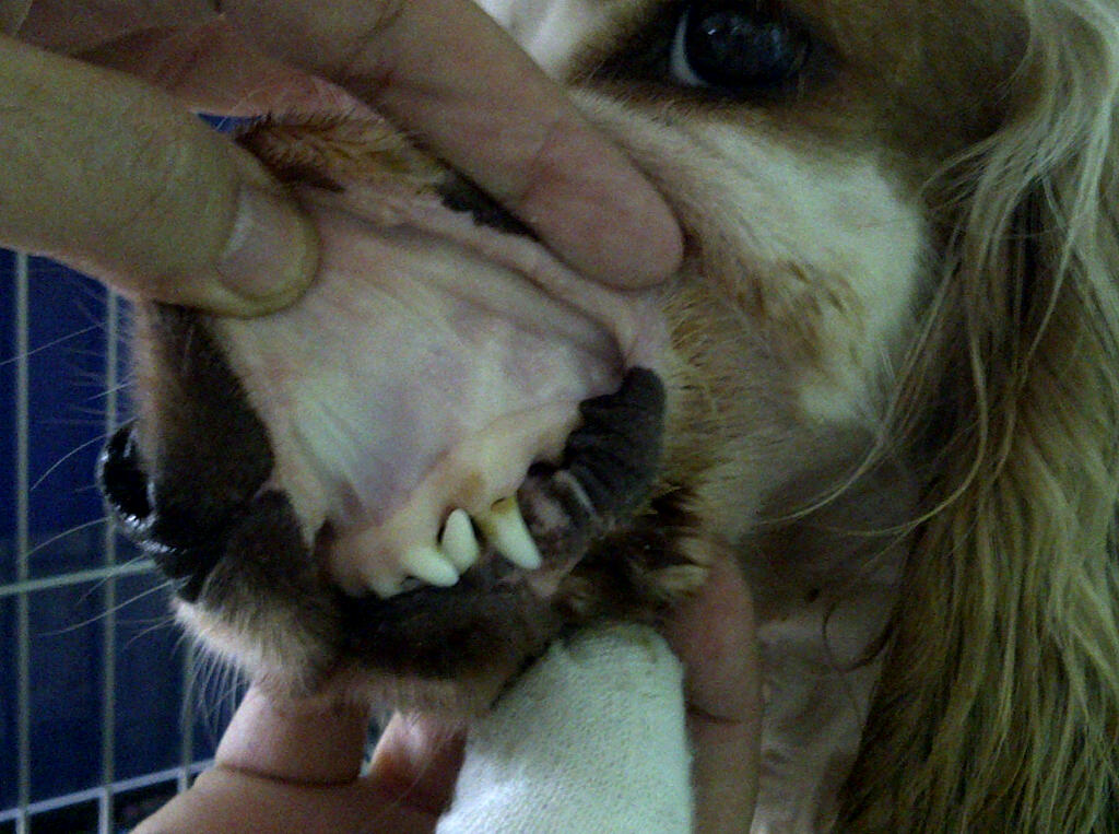 pale gums in dogs toa payoh vets foundation of my veterinary career 23 pale gums in dogs toa payoh vets foundation of my veterinary career 23